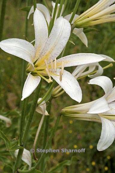 lilium washingtonianum ssp washingtonianum 2 graphic